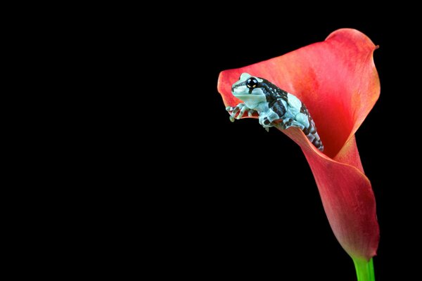 Frog in a red flower on a black background