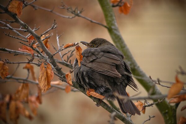 Sur l arbre, l oiseau parmi les feuilles jaunies était, pressentant le froid
