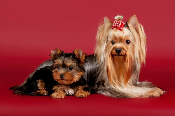 Yorkshire terrier z kokardką i małym szczeniakiem