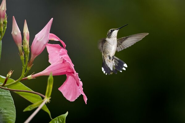 Soaring little hummingbird at the flower