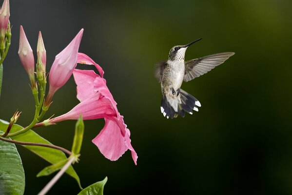 Un piccolo colibrì fluttuante vicino a un fiore