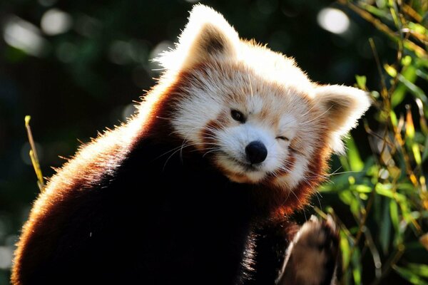 Mapache, vida silvestre, animal divertido