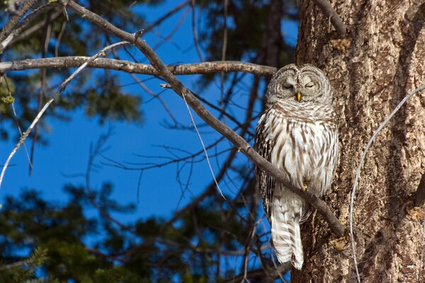 Hibou assis sur une branche d arbre dans l après-midi