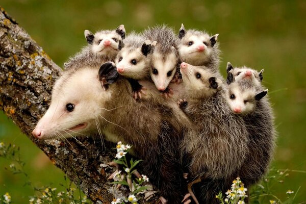 Die Opossums gingen mit der Familie spazieren