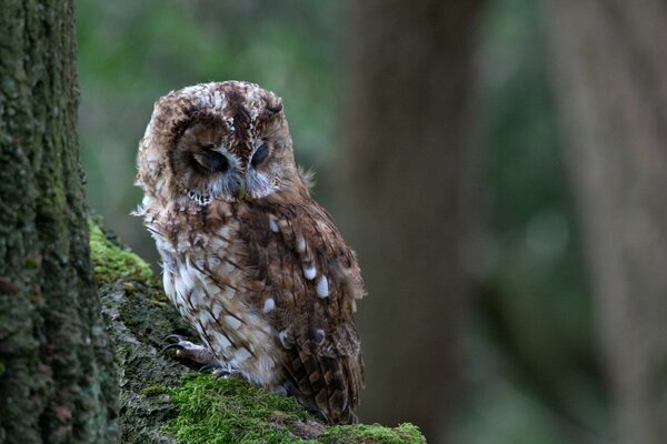 Hibou sur une branche avec de la mousse