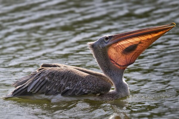 Pelican in the water with a caught fish