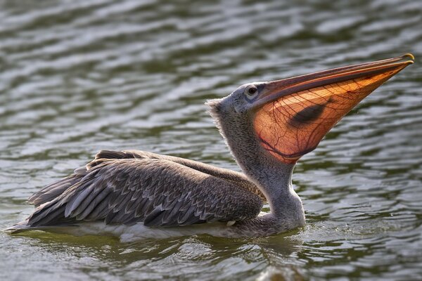 Пеликан в воде с пойманной рыбкой
