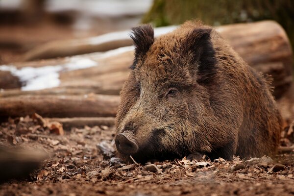 Wild boar resting in the autumn forest