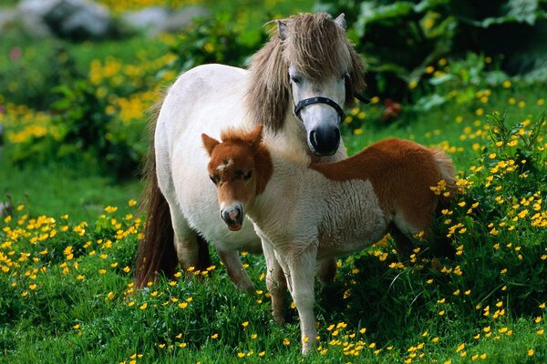Pony mit seinem Fohlen auf der Wiese
