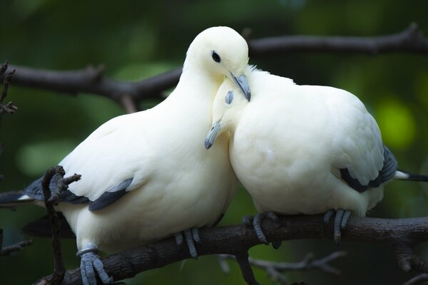 Tendre couple de pigeons blancs