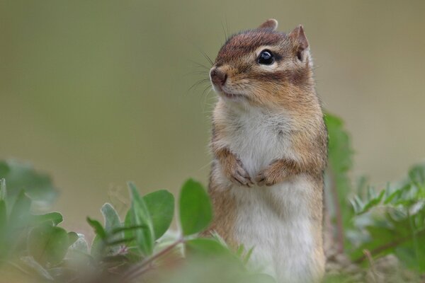 The squirrel is standing on its hind legs in the grass