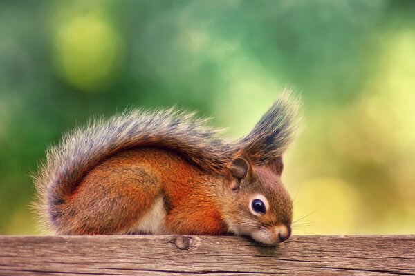 Scoiattolo nel parco in un pomeriggio d autunno