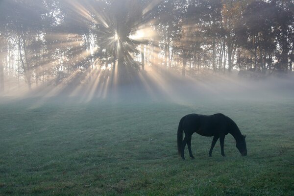 Morning fog and a horse in the meadow