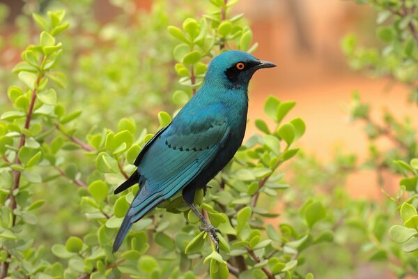 A blue bird is sitting on a green branch