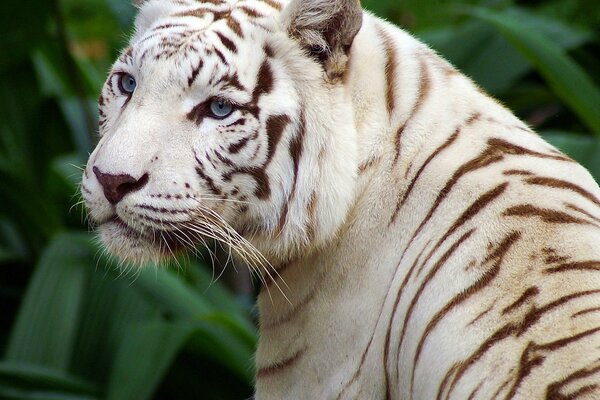 White, blue-eyed tiger is beautiful