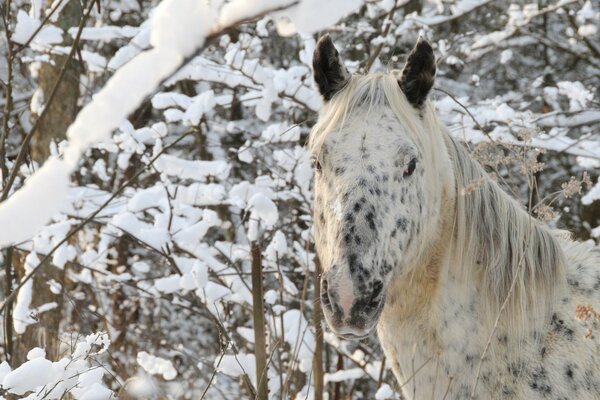 The muzzle of a horse in a snowy forest