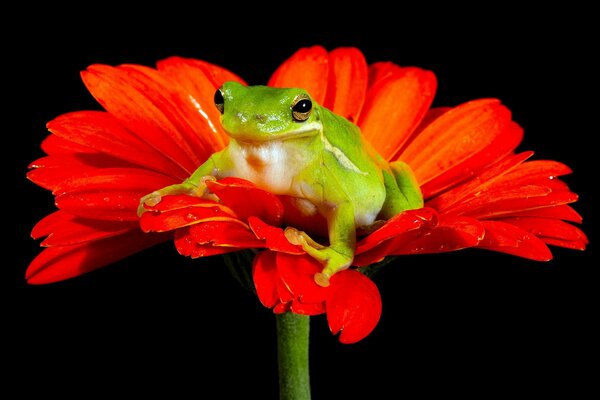 Rana su un fiore in condizioni prrdny