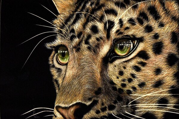 Leopardo con ojos verdes