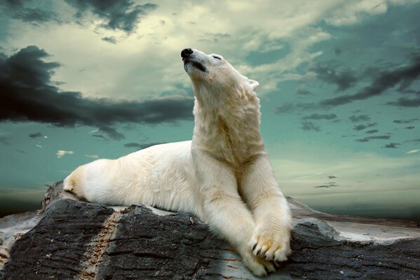 Eisbär auf einem Stein auf einem Hintergrund von Wolken