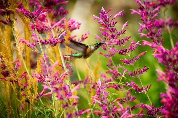 A hummingbird bird flies among the flowers