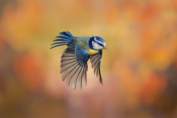 Bird of the tit species on a blurry background