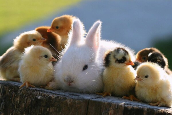 Lapin de Pâques et poussins