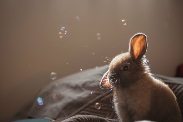 Grey little rabbit and pulpy bubbles