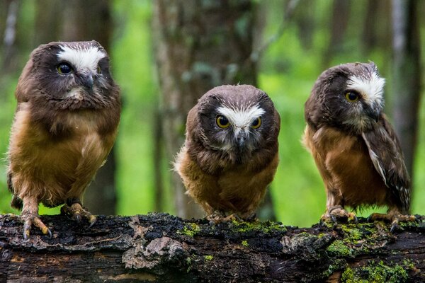 Chicks of the North American hairy-legged owl on a log