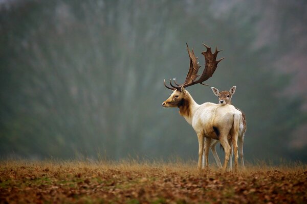 Herbst Natur, Hirsch mit Mama