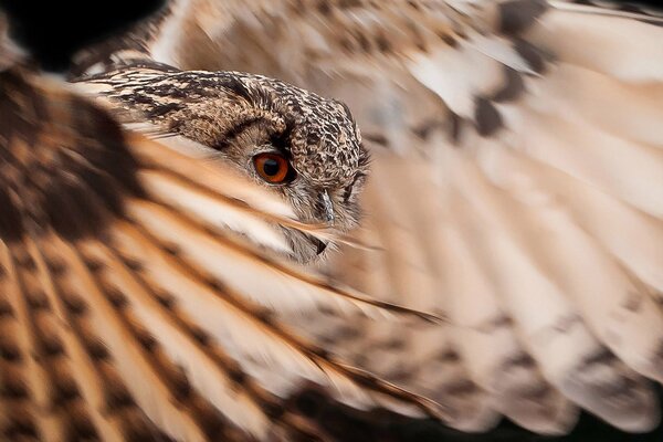 Le regard vif du hibou ne manquera pas la proie