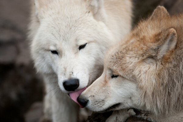 Kiss of wolves in love couple