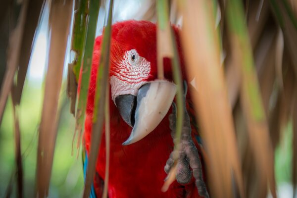 Czerwona papuga ara na palmie