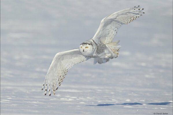 Hibou polaire volant au-dessus de la neige