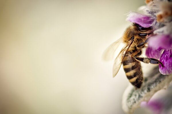 Bee drinks nectar, macro photo of a bee in a flower