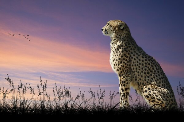 A predatory cat looks at the sky in the distance