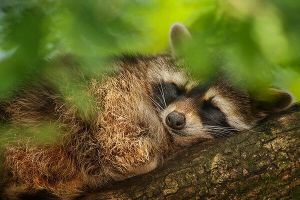 A raccoon sleeps on a tree, the foliage of trees in a macro shot