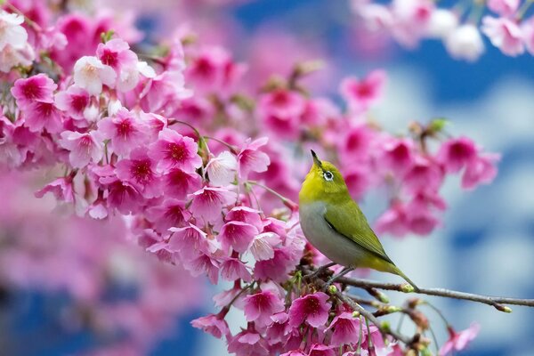 Pájaro en una rama de Sakura en la temporada de primavera