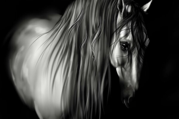 Horse on a black background