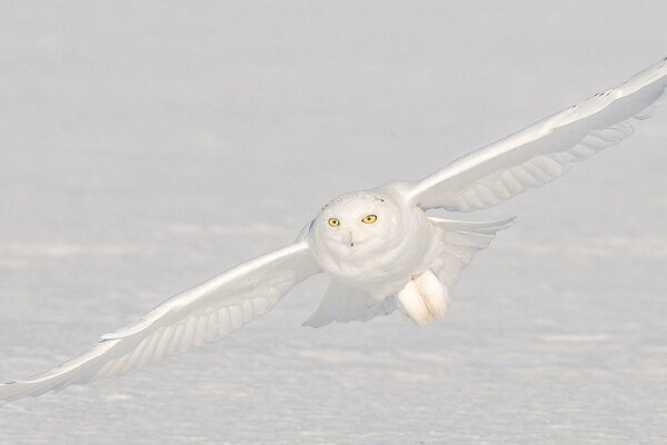 Eine Polareule fliegt über den Schnee