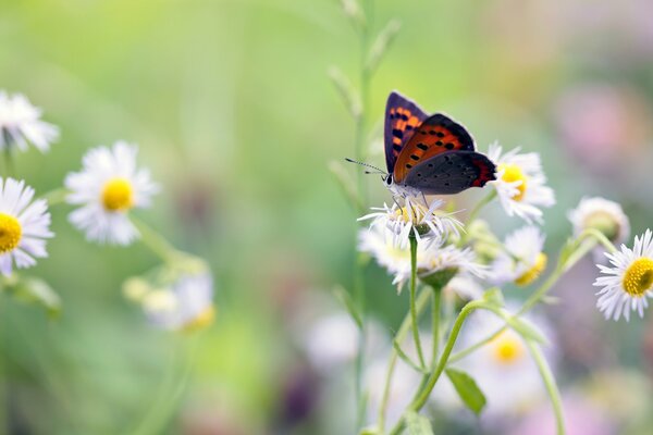 Mariposa sentada en una Margarita