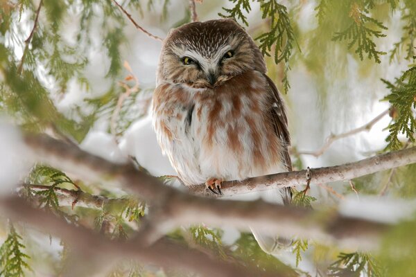 An owl bird is sitting on a tree