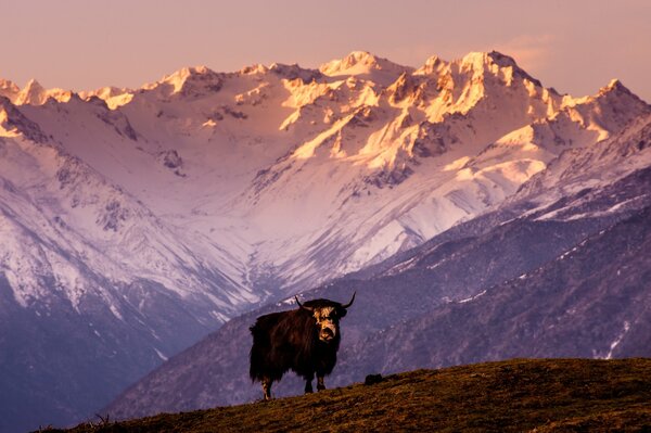 Yak en el fondo de las montañas cubiertas de nieve