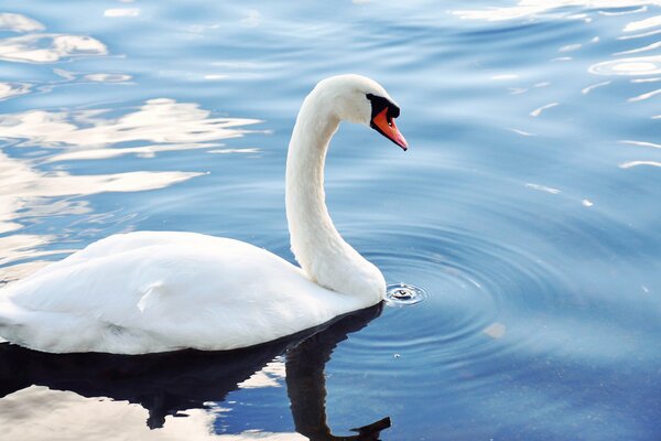 Weißer Schwan im Teich