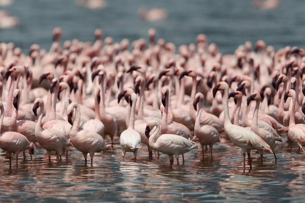 Bandada de flamencos rosados en el lago