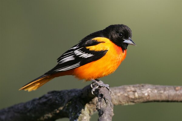 Ein Vogel mit roter Brust sitzt auf einem Ast