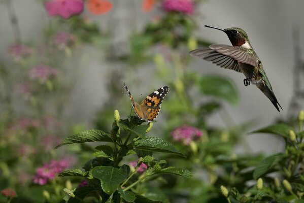 Hummingbird and butterfly on a sunny flower meadow