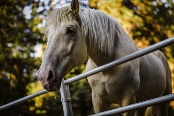 Edles Pferd hinter dem Zaun