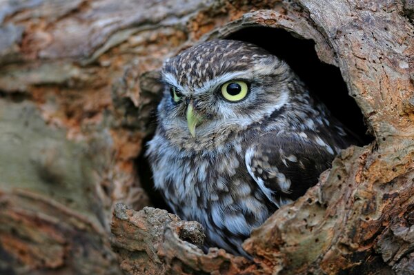 Le hibou brownie regarde du creux