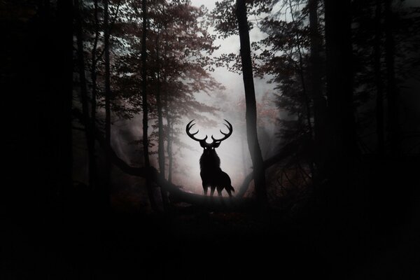 Bild eines Hirsches in einem dunklen Wald auf einem Hügel