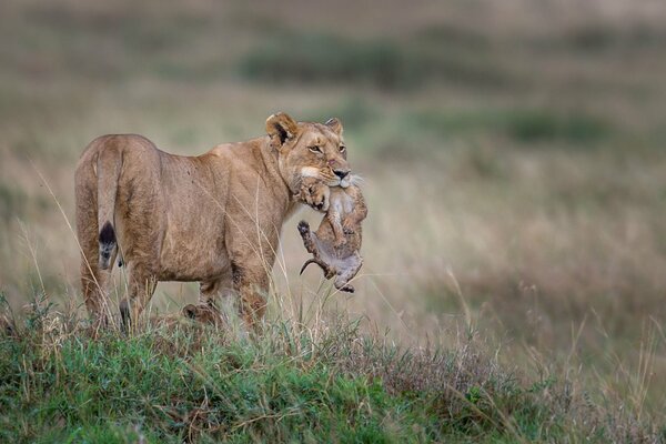 Leonessa con il suo cucciolo di leone in natura